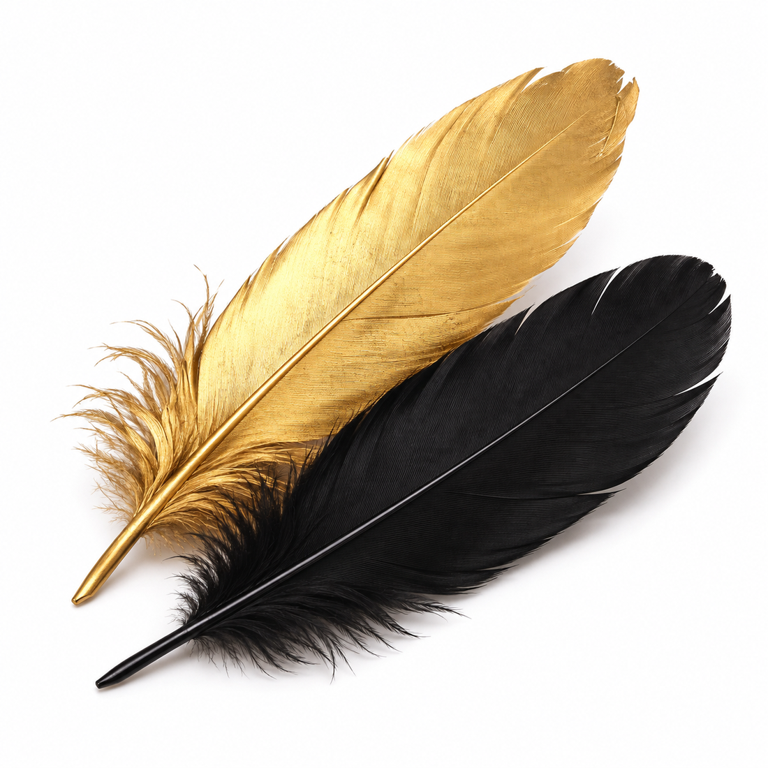 Two decorative feathers on a white background: one metallic gold feather and one black feather.