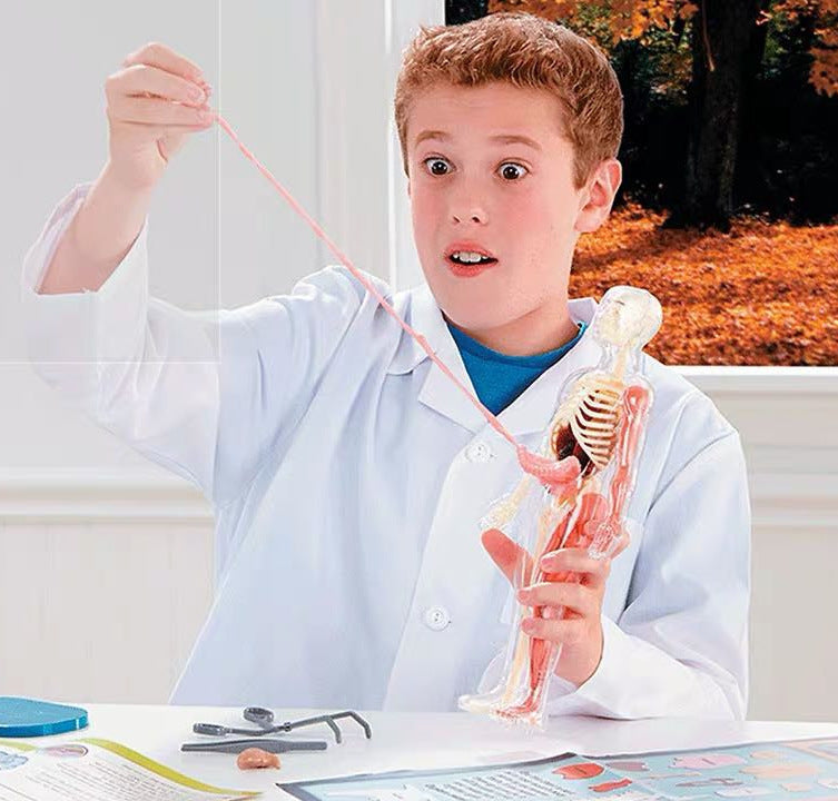 Child assembling a 3D Model Toy anatomy kit from Arts And More Kids’ DIY Kits collection