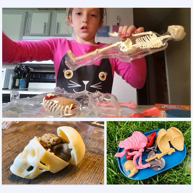Arts And More Kids DIY Kits featuring 3D Model Toy skeleton and animal parts for creative assembly