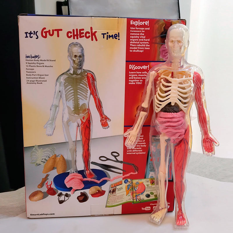 Kids DIY 3D Model Toy by Arts And More showing a human anatomy model with removable organs and muscles