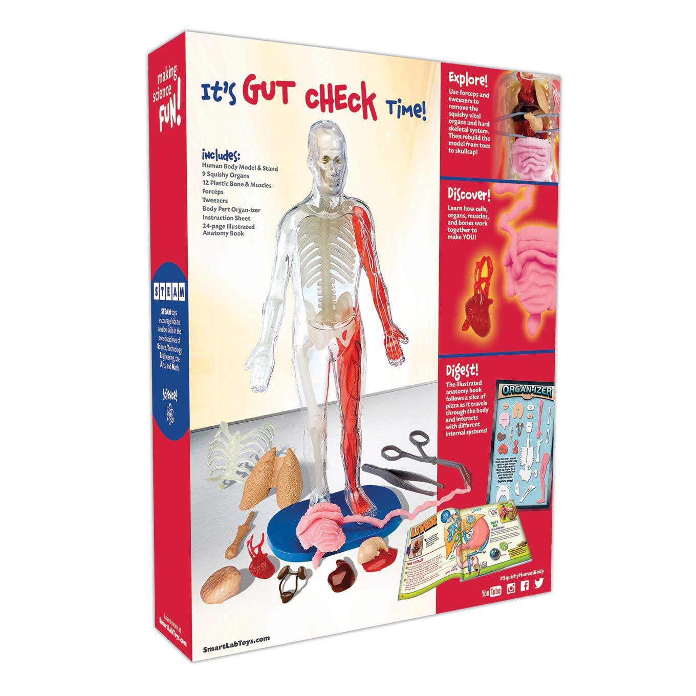 Arts And More Kids DIY Kits 3D Model Toy human anatomy model with organs and educational book