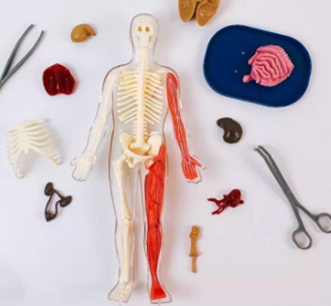 Arts And More kids DIY 3D Model Toy showing human skeleton and muscle parts with tools